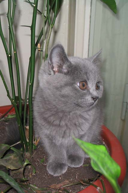 .   2005.    . : Assol Beautiful Cat, :   