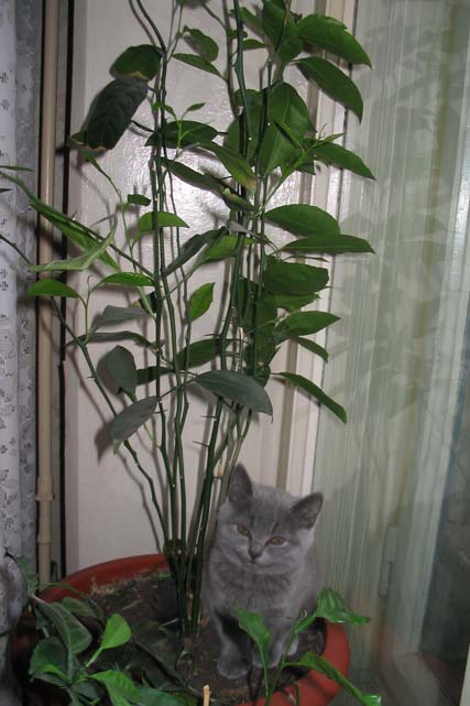 .   2005.    . : Assol Beautiful Cat, :   