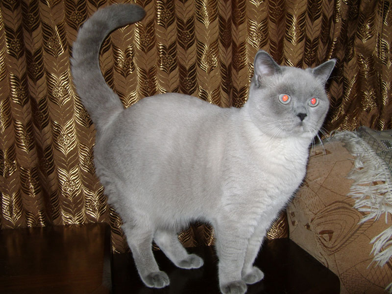 Котик. Дата рождения 3 февраля 2010г. Порода: британская. Окрас: блю-поинт. Мать: Британская короткошерстная кошка по кличке Алисия. Отец: Британский короткошерстный кот по кличке Одиссей-Фокс G.INT.CH. (WCF), G.E.CH. (МФА), INT.CH. (Ассолюкс), BRI a 33.По вопросам приобретения котенка звонить по телефону (383) 346-92-77, +7 923-243-3507
Котик. Дата рождения 3 февраля 2010г. Порода: британская. Окрас: блю-поинт. Мать: Британская короткошерстная кошка по кличке Алисия. Отец: Британский короткошерстный кот по кличке Одиссей-Фокс G.INT.CH. (WCF), G.E.CH. (МФА), INT.CH. (Ассолюкс), BRI a 33.По вопросам приобретения котенка звонить по телефону (383) 346-92-77, +7 923-243-3507