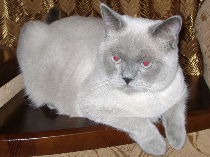 Котик. Дата рождения 3 февраля 2010г. Порода: британская. Окрас: блю-поинт. Мать: Британская короткошерстная кошка по кличке Алисия. Отец: Британский короткошерстный кот по кличке Одиссей-Фокс G.INT.CH. (WCF), G.E.CH. (МФА), INT.CH. (Ассолюкс), BRI a 33.По вопросам приобретения котенка звонить по телефону (383) 346-92-77, +7 923-243-3507 Котик. Дата рождения 3 февраля 2010г. Порода: британская. Окрас: блю-поинт. Мать: Британская короткошерстная кошка по кличке Алисия. Отец: Британский короткошерстный кот по кличке Одиссей-Фокс G.INT.CH. (WCF), G.E.CH. (МФА), INT.CH. (Ассолюкс), BRI a 33.По вопросам приобретения котенка звонить по телефону (383) 346-92-77, +7 923-243-3507